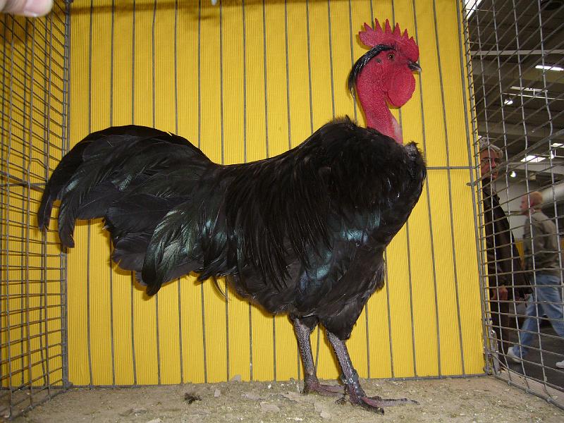 Hannover 2008 234.jpg - Nackthalshühner schwarz von Peter Risch Preis HV 96 VHMW Med.